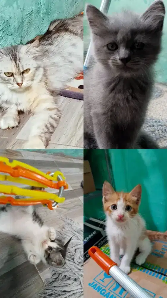 Lepas adopsi induk + 3 ekor anak usia 2 bulan