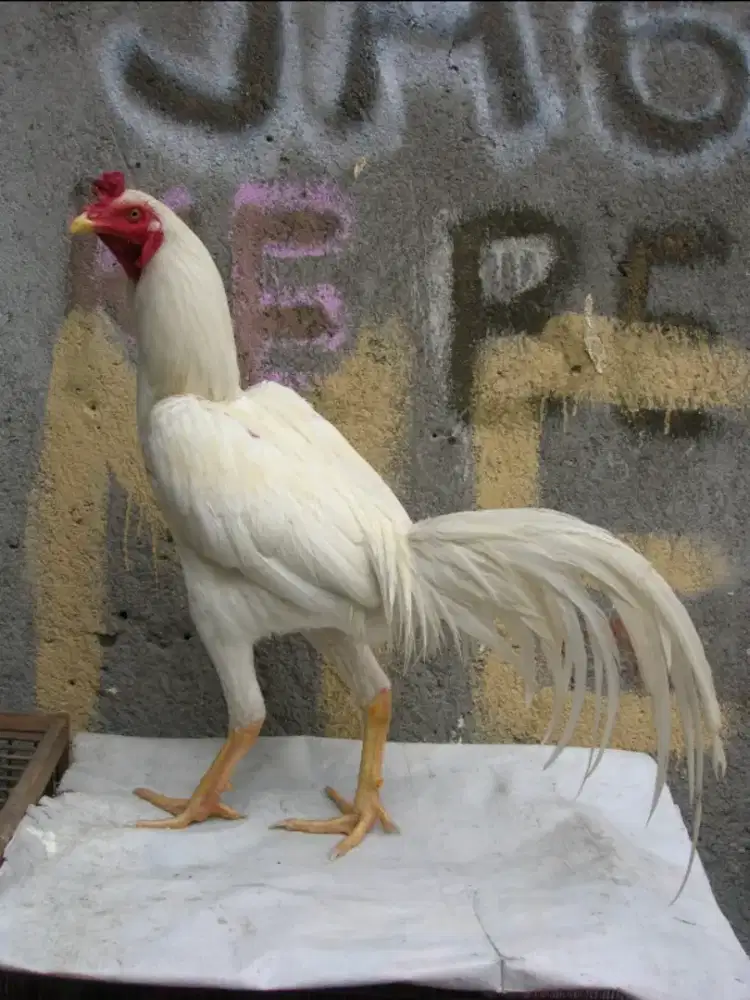 Bangkok putih muda mulus