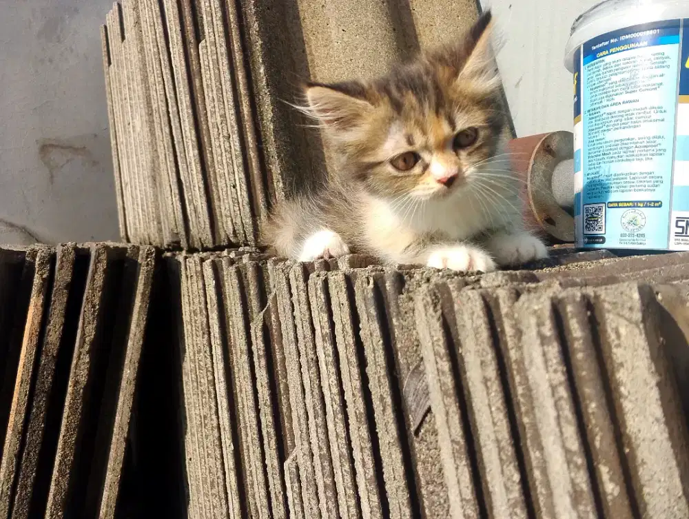 Lowongan kerja part time mengurus kucing di kedoya jakarta barat