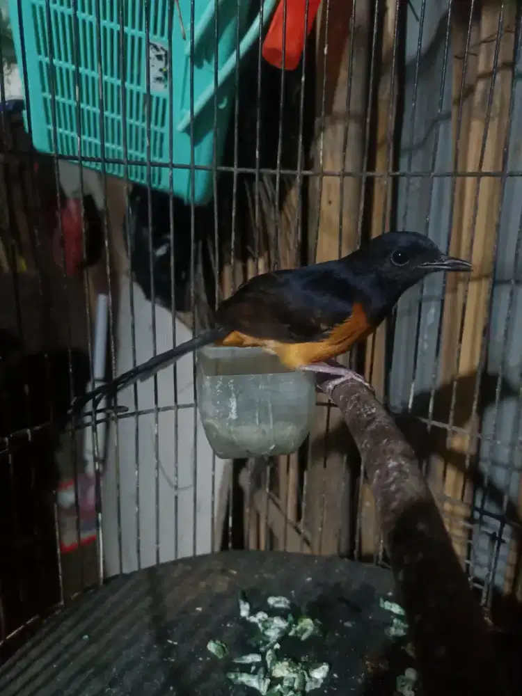 Murai batu betina dewasa