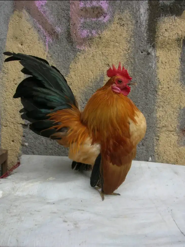 Sepasang serama siap ternak