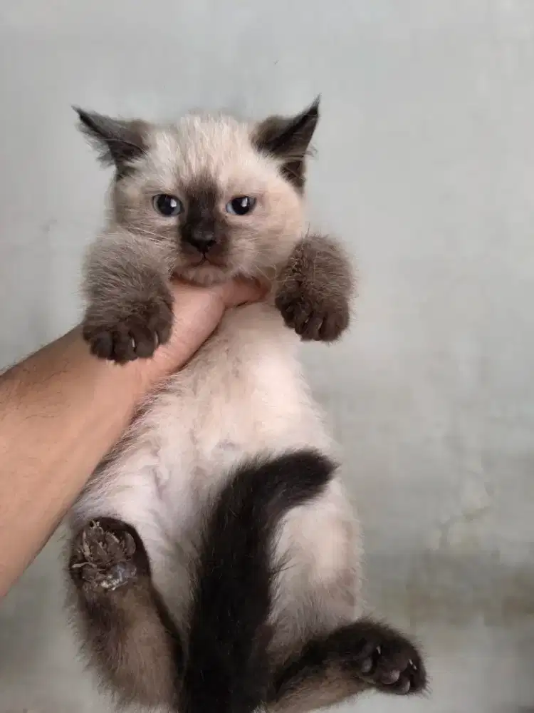 Lepas Adopsi kucing Himalaya