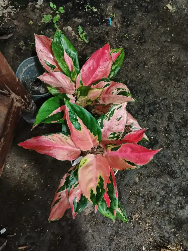 Butuh Segera Guru Freelance