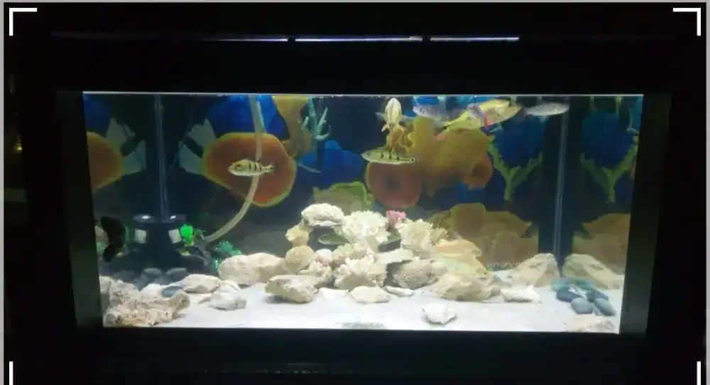 Aquarium ikan hias Set Rak Standing