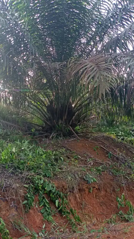 Pekerjaan ngurus/ nebas rumput d perkebunan sawit