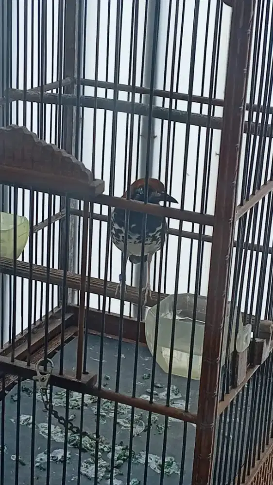 Burung anis kembang.