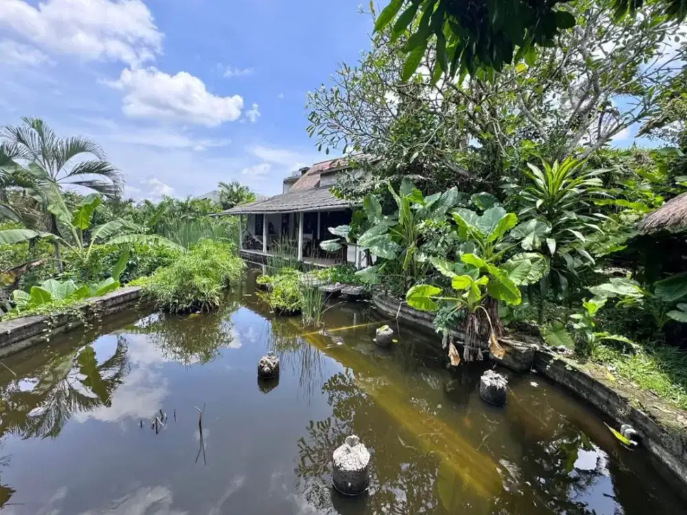 Freehold, Dijual Villa Jungle Need Renovation - Berlokasi di Pegending, Canggu