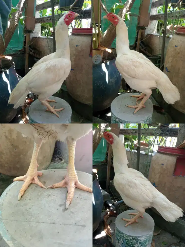 Ayam Bangkok betina putih produk 3x pkul keras