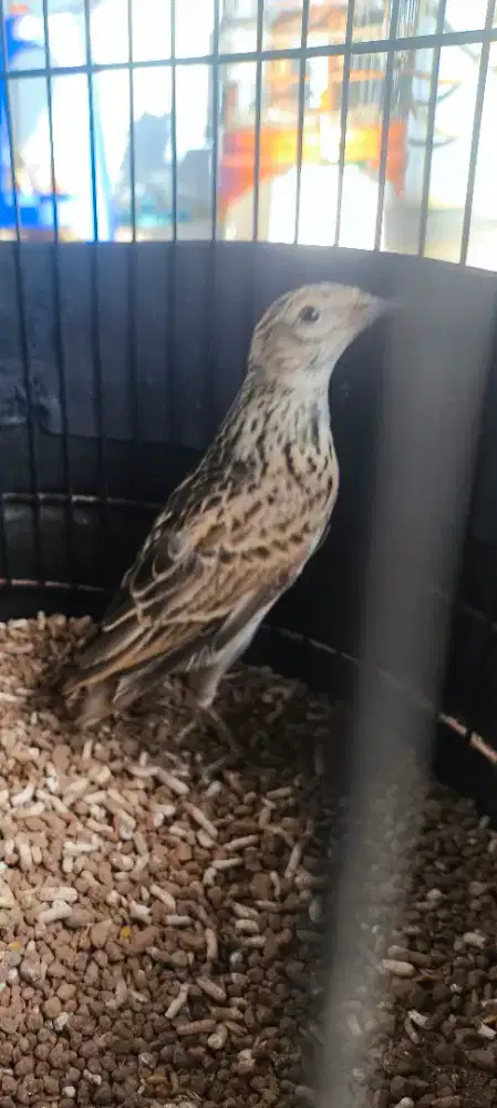 Branjangan Sanma Eurasia (Body jumbo)