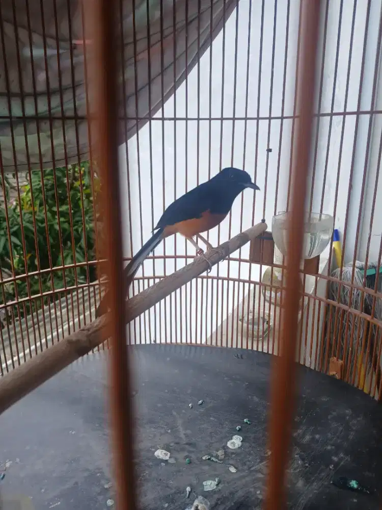 Murai batu hutan gacor.