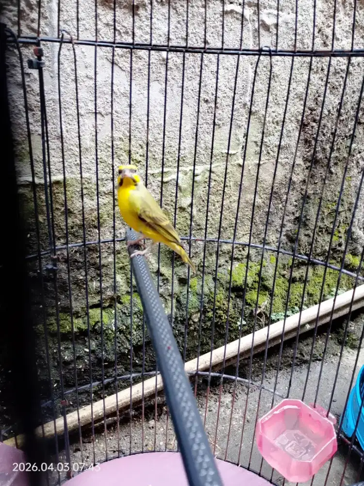 Burung Mozambik Gacor