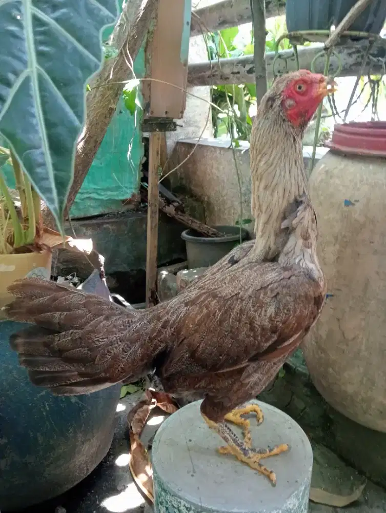 Ayam betina bangkok klasik siap kawin