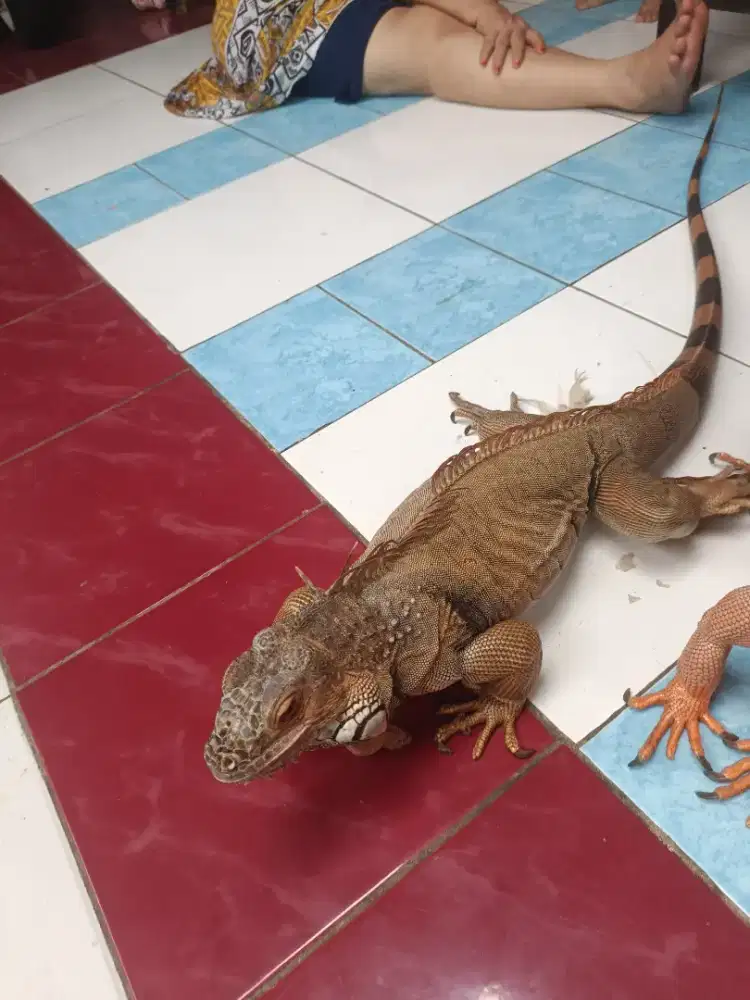 Iguana Iggy size 120± 2 ekor
