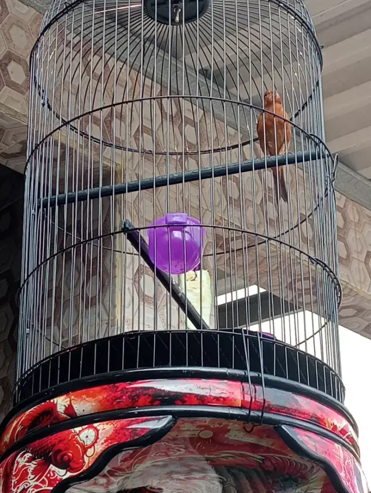 Kenari semi red masih muda