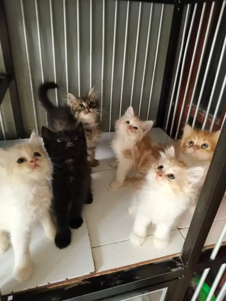 Persia jantan-betina 2,5 bulan