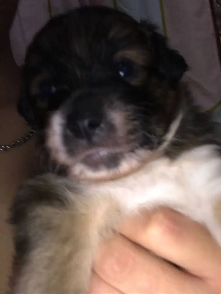 anak Anjing ( mix pom dan pudle ) bagus banget