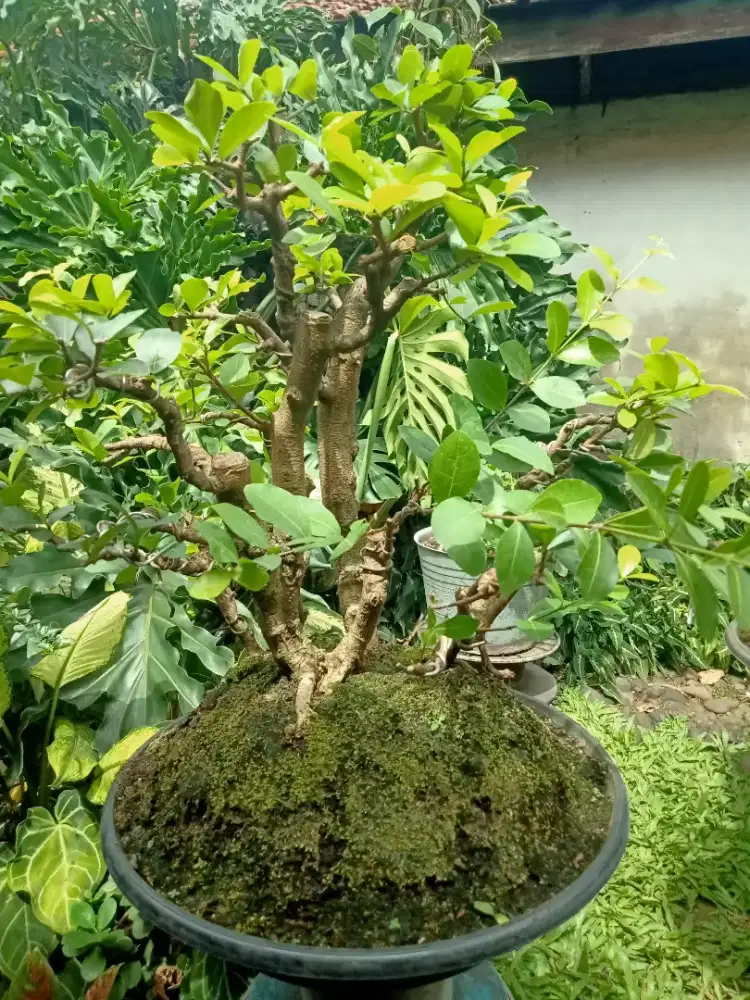 Bonsai Sianci Cherry Barbados clump