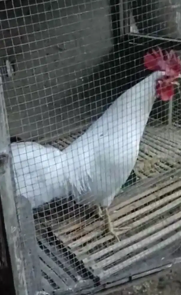 Ayam ketawa tipe durasi panjang