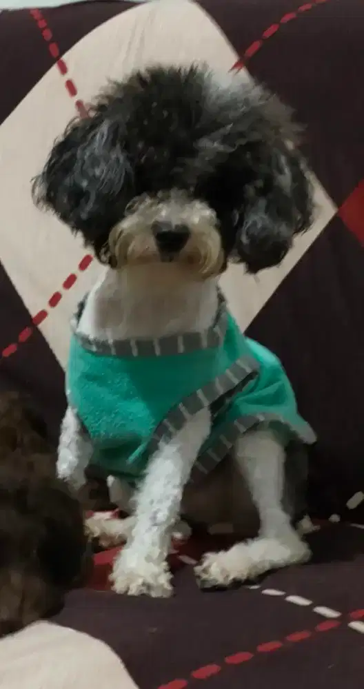 Sale indukan toy poodle party silver