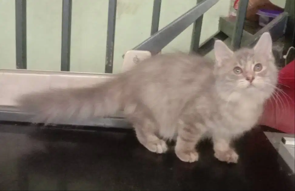 Kucing Kitten Persia X Munchkin