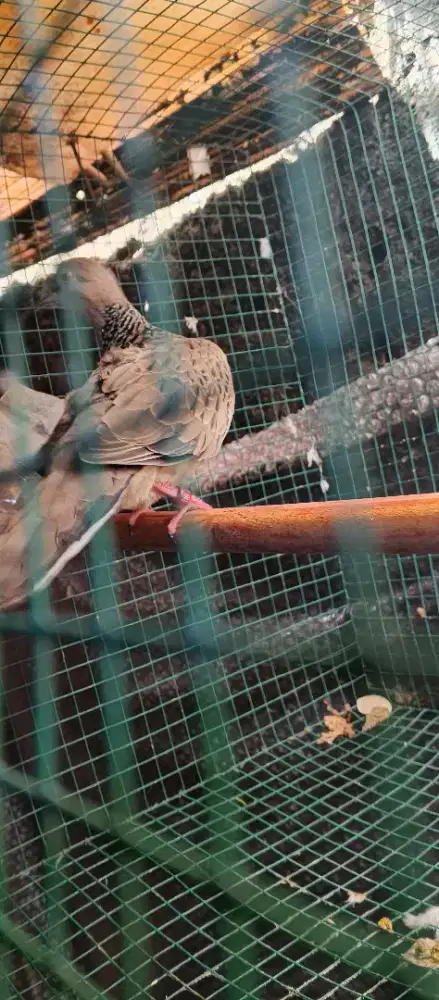 Tekukur kuk 3 up suara kristal berjeda