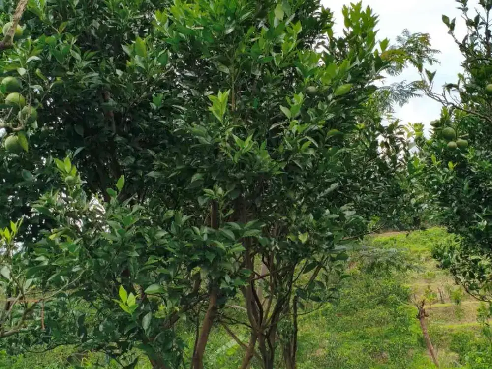 Dijual Kebon Jeruk daerah Selokerto