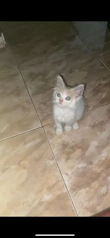 Kitten mixdome betina