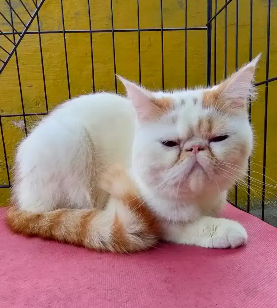 Lepas adopsi : Exo/Peaknose Jantan 11 bulàn, Red Van