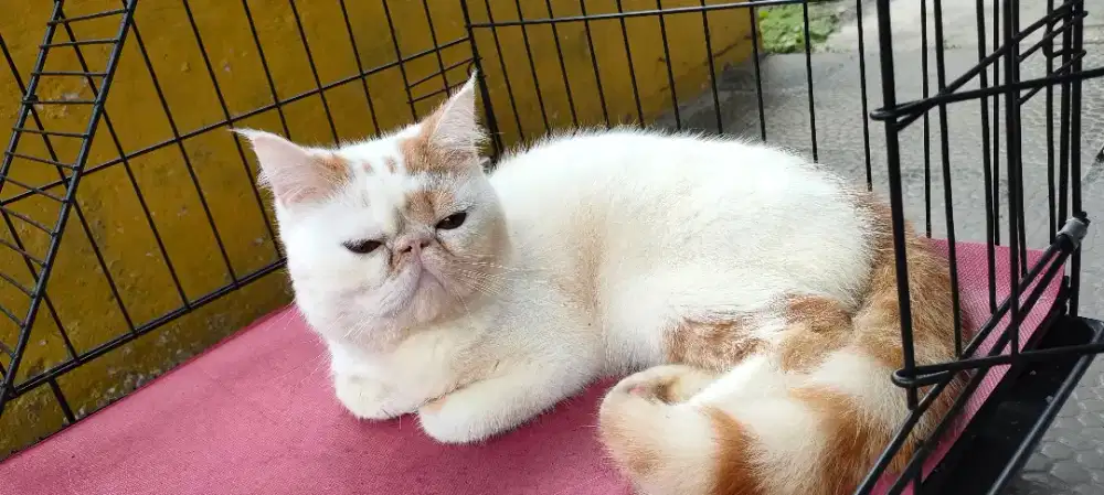 Lepas adopsi : Exo/Peaknose Jantan 11 bulàn, Red Van