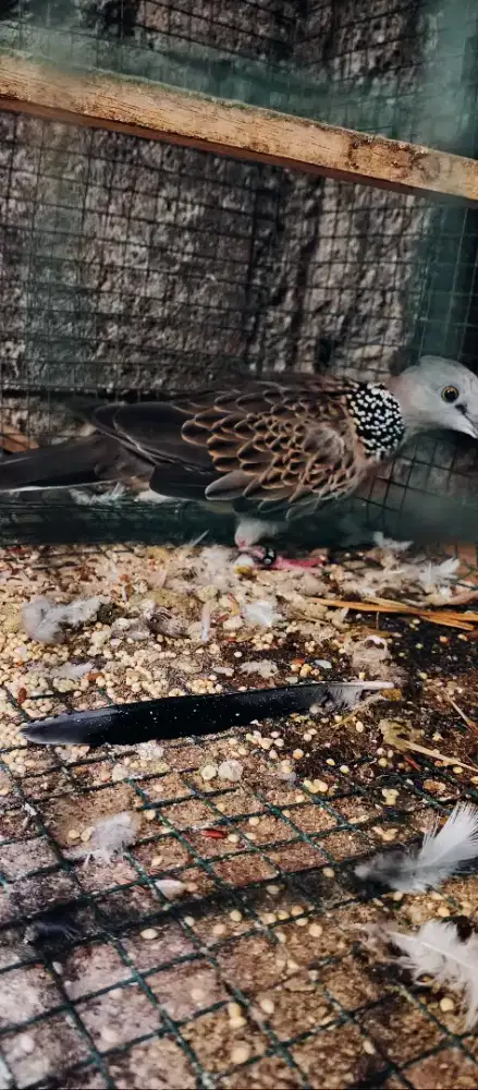 Tekukur kuk 5$4 dominan kuk 5 umur 7 bulanan