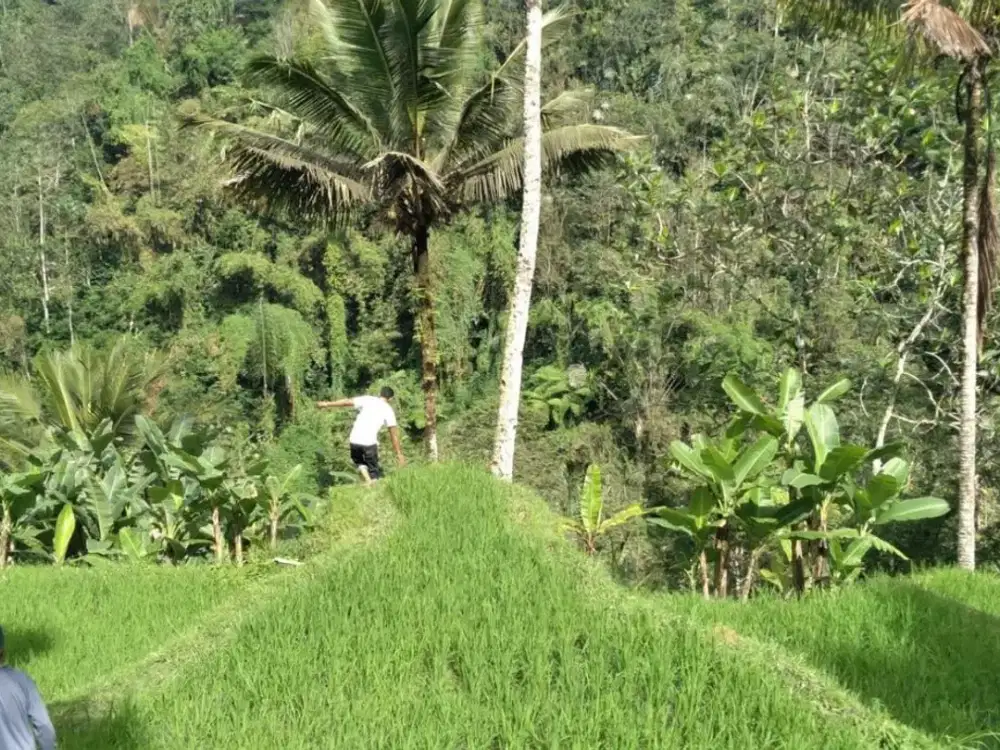 Tanah 125 Are Cocok untuk Investasi Dijual, di Payangan Gianyar Area