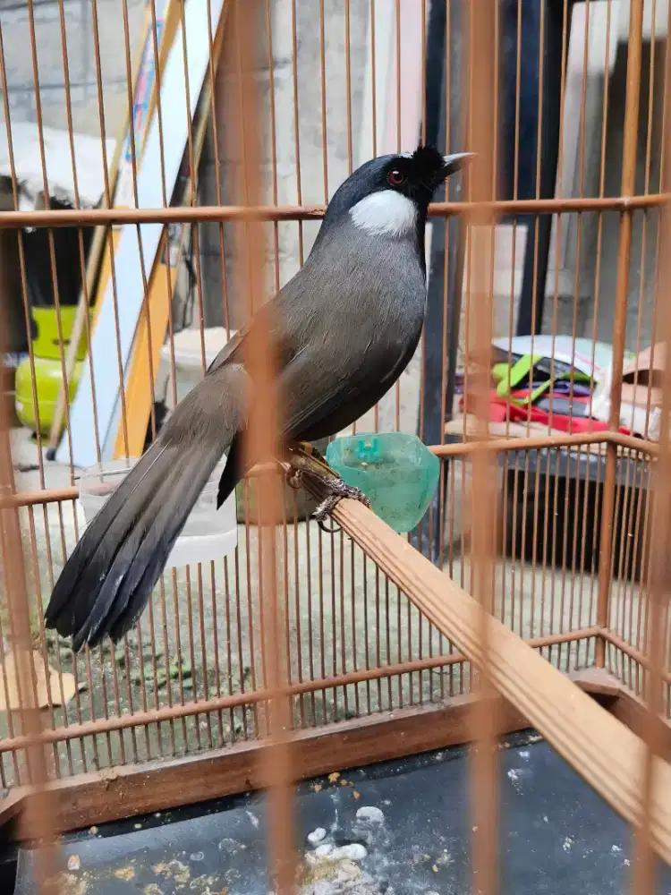 Poksai hongkong jantan pipi putih gacor buka ekor