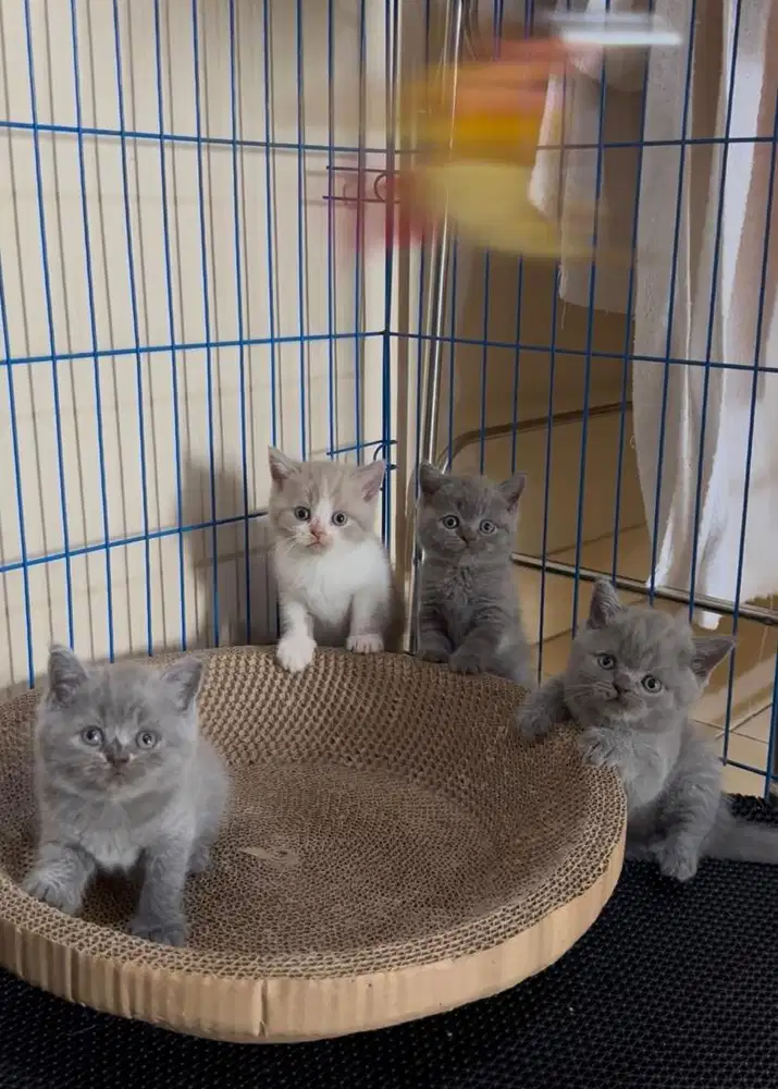 BSH British Shorthair Pure Nonped