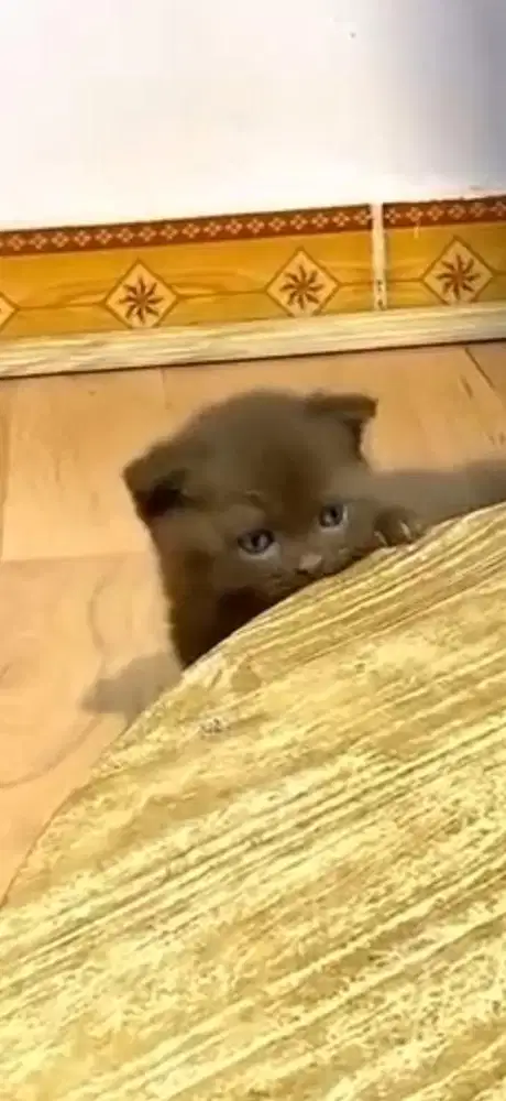 munckin gaelic cinnamon