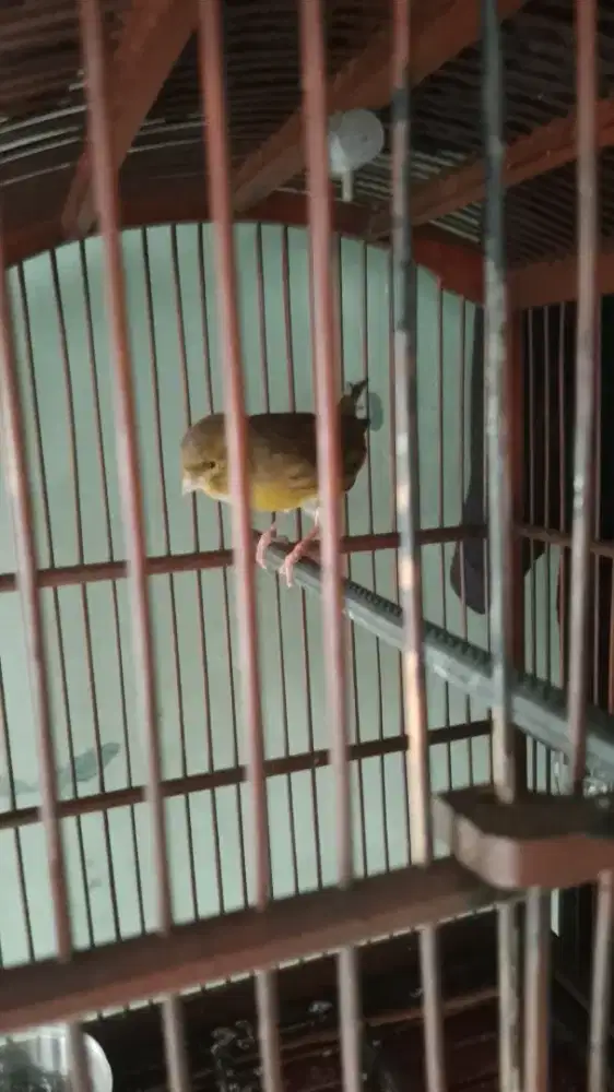 Kenari gelap riwikan