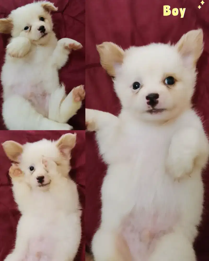 Puppy jantan 2 bulan