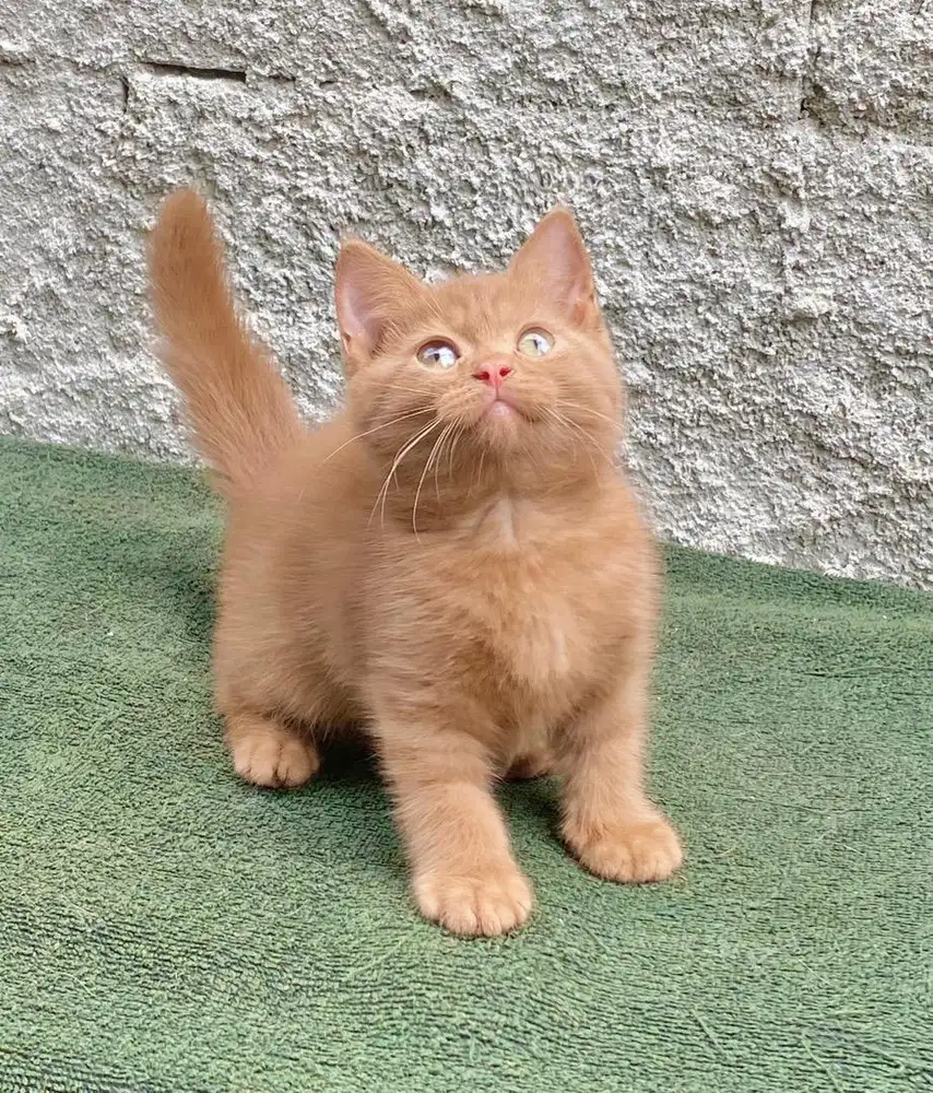 BRITISH SHORTHAIR CINNAMON