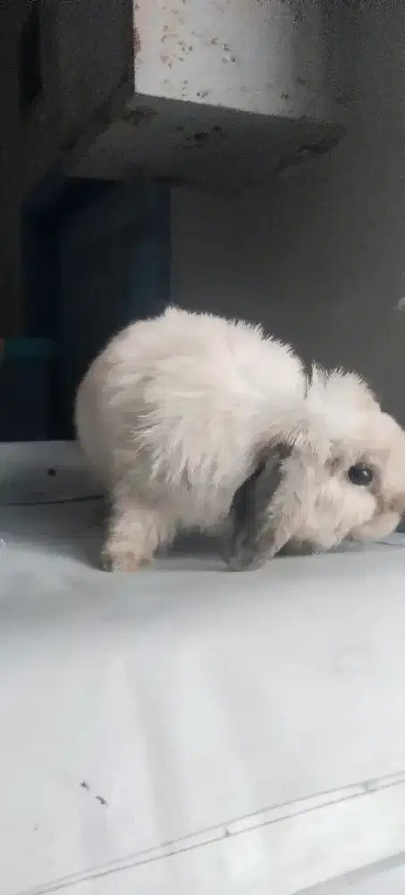 Kelinci holland lop