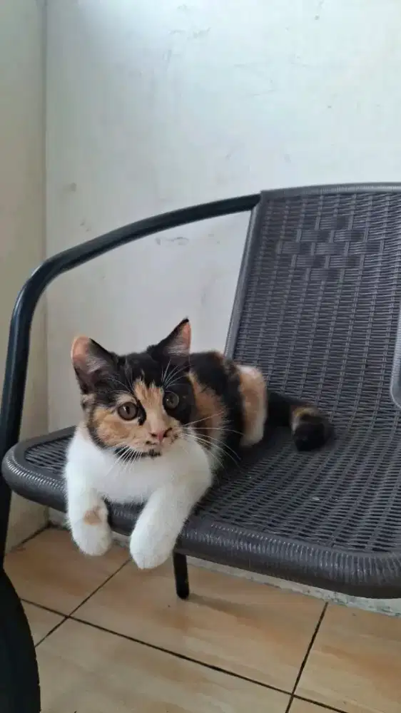 Kitten Scottish straight betina