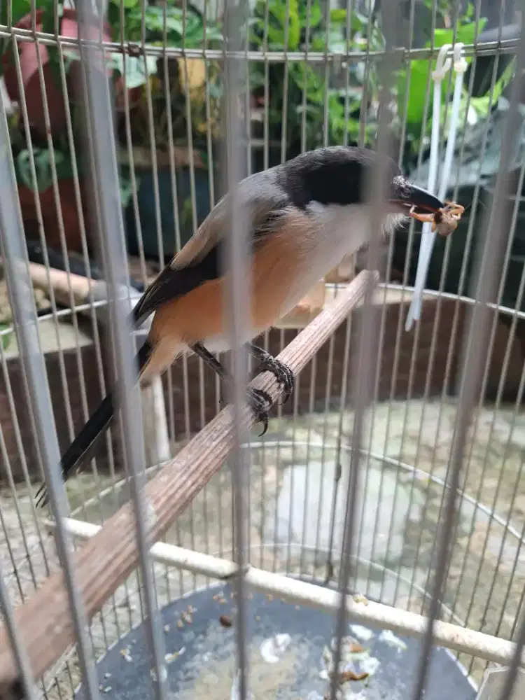 Burung pentet rajin murmer