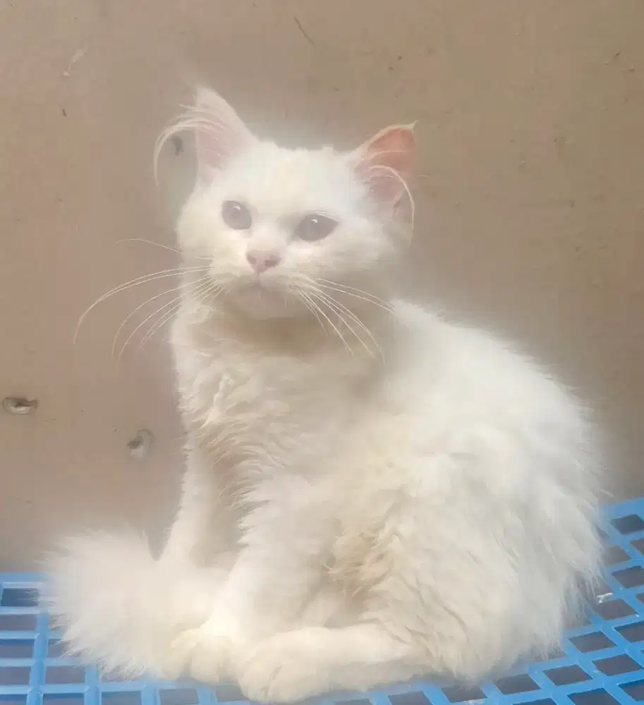 Kuuuuuuuuuuuucingggggggggg