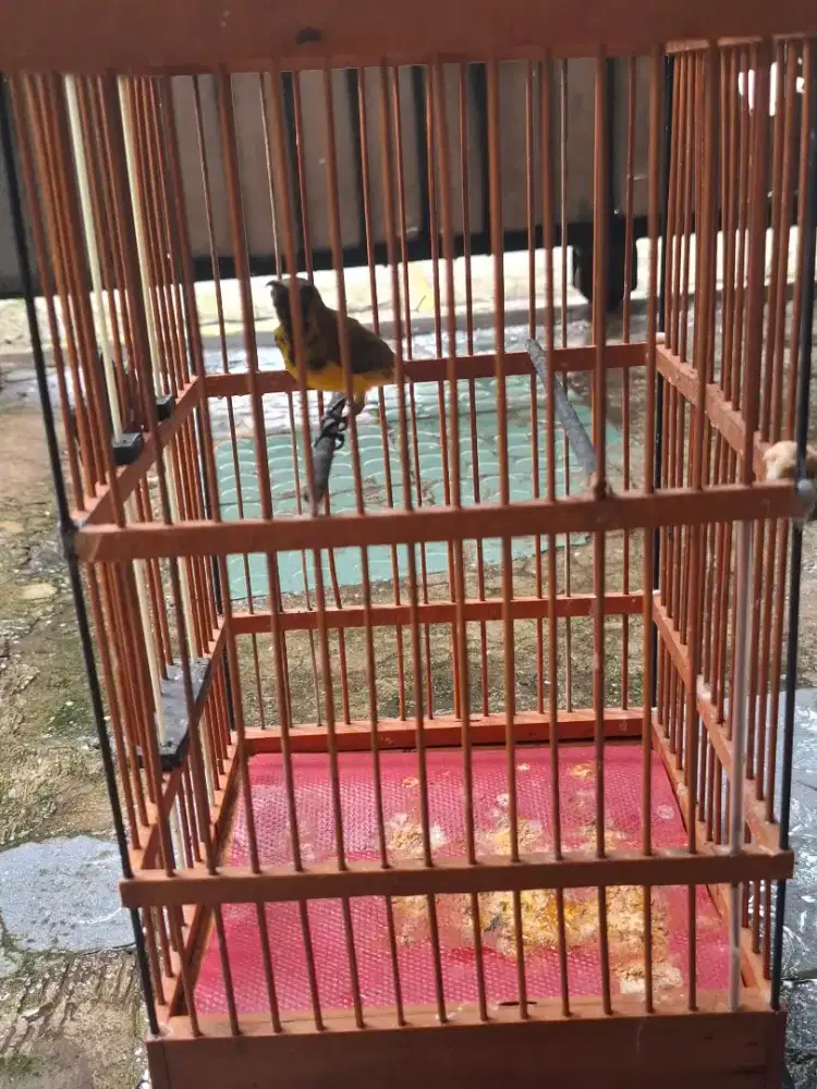 SGN rajin semi fullmet