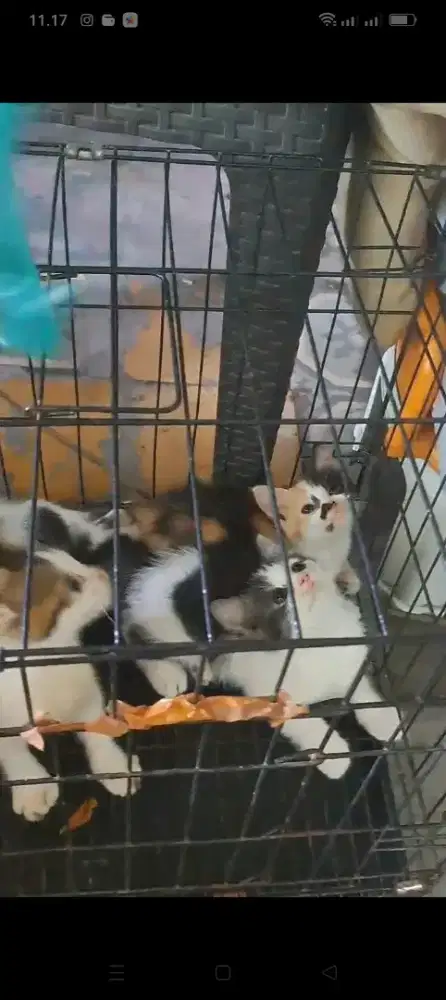 Kitten Persia/Persia/kitten/Medium/Persia medium/flatnose