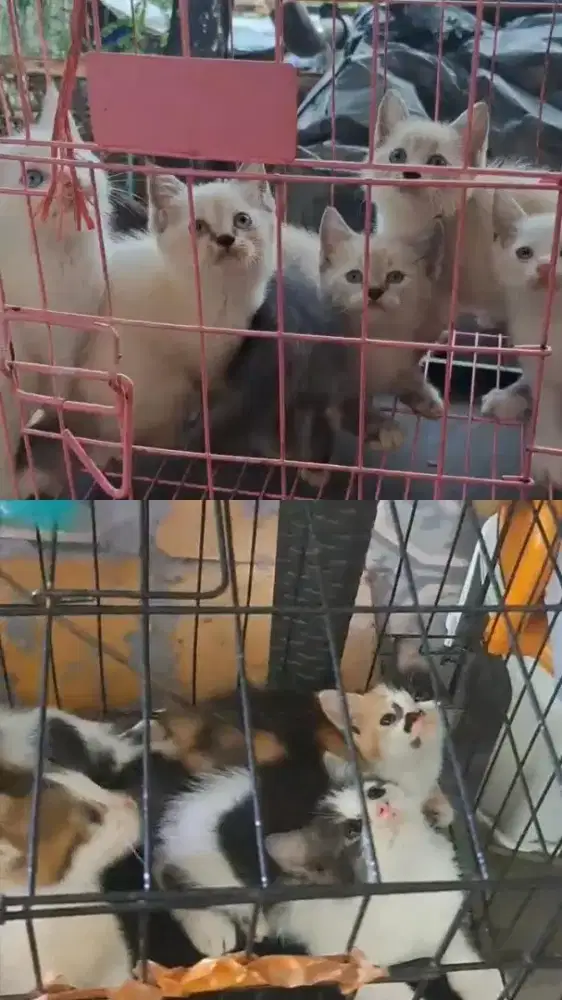 Kitten/Persia/Kitten Persia/Persia Medium/Kitten Himalaya/Himalaya