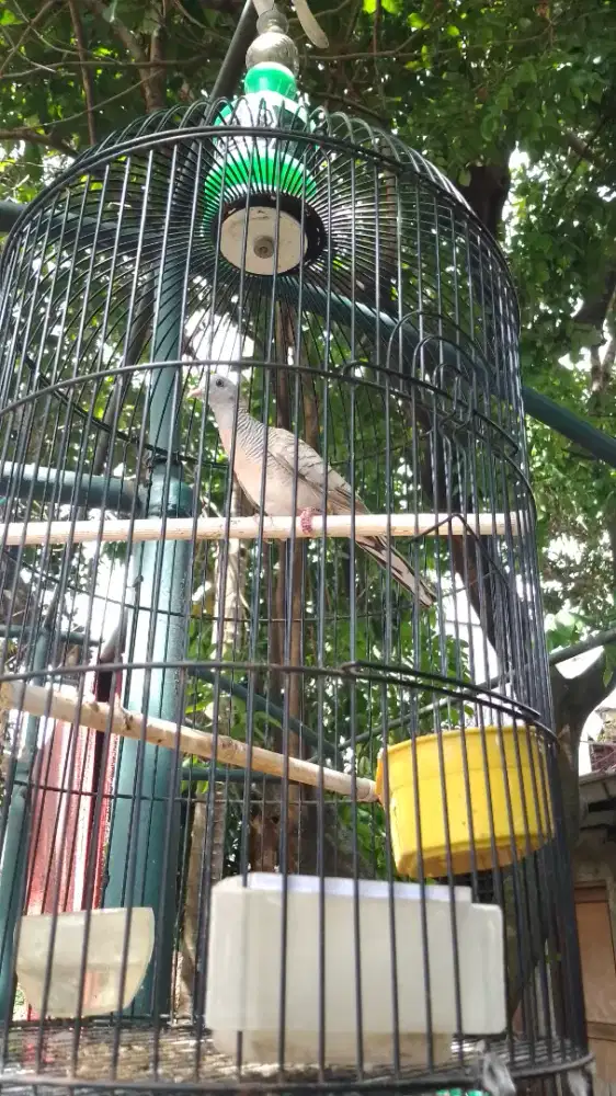 Perkutut lokal silver..bunyi