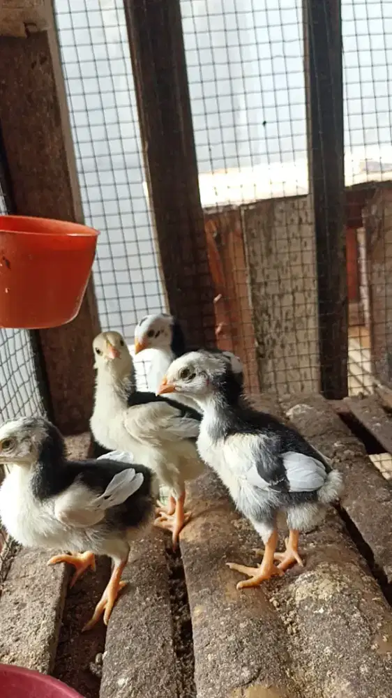 Ayam Bangkok pakhoy 4 ekor