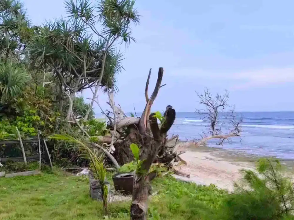 tanah pantai 1,4 hektar di marang pesisir barat