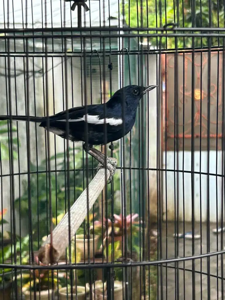 burung kacer fullset