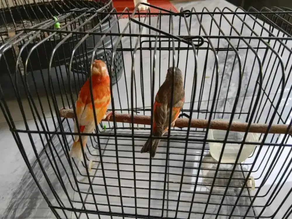 Redsiskin sepasang