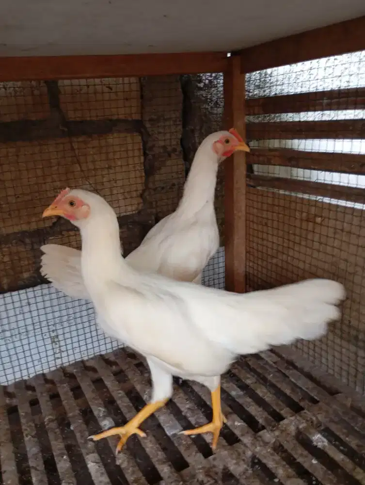 Ayam kampung putih betina remaja dedara